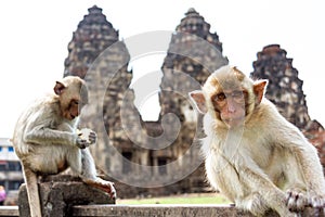 Monkey sitting in front of ancient pagoda architecture Wat Phra Prang Sam Yot temple, Lopburi, Thailand.