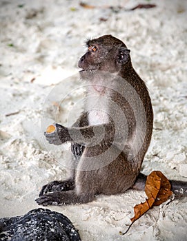 Monkey sitting with fruit on a beach
