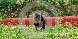Monkey sitting on grass , At Zoo