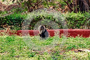 Monkey sitting on grass , At Zoo