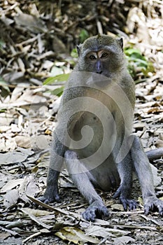 a monkey is sitting on the ground