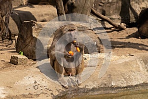 Monkey sitting on the ground and eat a carrot . Wild animal in zoo at summer sunny weather