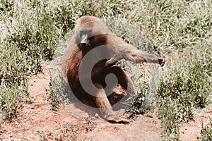 Monkey sitting on the ground in the grass