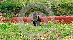 Monkey sitting on ground in grass , At Zoo