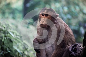 Monkey sitting on ground looking sad photo