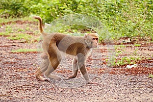 Monkey sitting on ground