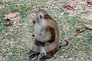 A monkey sitting at Monkey Hill, Phuket