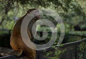 A monkey sitting on a iron fence