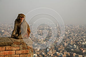 Monkey sitting with Kathmadu as backdrop