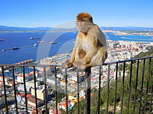 Monkey sitting on metal railings