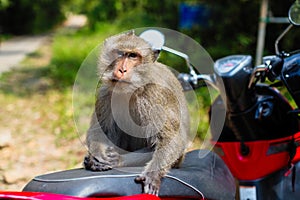 Monkey sitting on a motorbike, Ko Chang island