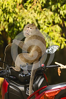 A monkey sitting on a motorcycle on the island of Koh Chang