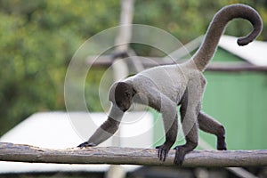 Monkey sitting in outdoors park, Manaus, Brazil