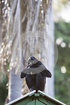 Monkey sitting in outdoors park, Manaus, Brazil photo