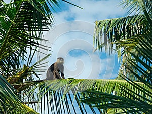 Monkey sitting on a palm