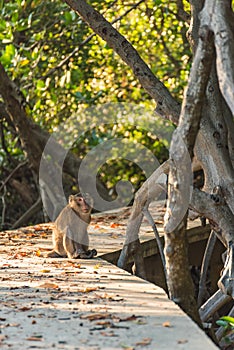 Monkey sitting on the pathway. Selective Focus.