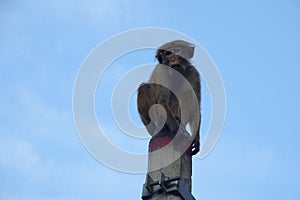 Monkey sitting on a pillar on blue sky background