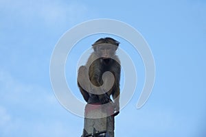 Monkey sitting on a pillar on blue sky background