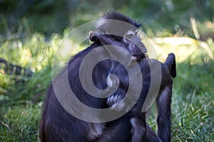 Monkey sitting with a playing baby monkey at Blijdorp zoo. Mangabey monkeys.