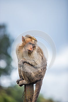 Monkey sitting on pole looking down