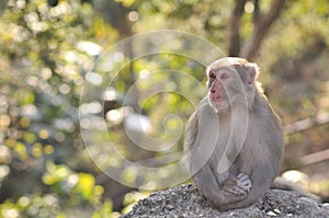 Monkey is Sitting quietly