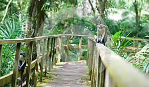 A monkey sitting on a railing