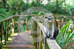 A monkey sitting on a railing