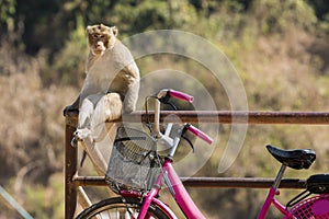 Monkey sitting on a railing