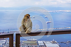 Monkey sitting on the railing, Strait of Gibraltar, Spain. With selective focus