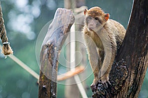 Monkey sitting in the rain