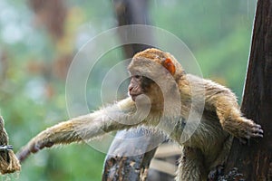 Monkey sitting in the rain