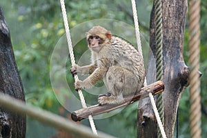 Monkey sitting in the rain