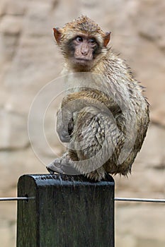 Monkey sitting in the rain
