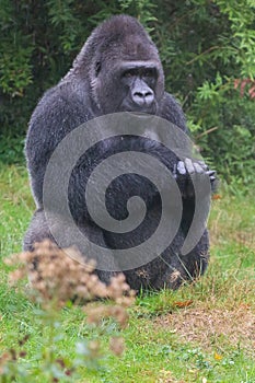 Monkey sitting in the rain