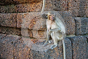 Monkey sitting on the red-rock wall