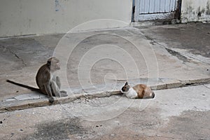 Monkey sitting on the road with a wild cats in Hua Hin, Thailand