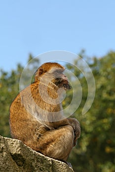 Monkey sitting on a rock