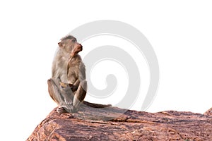 Monkey sitting on the rock