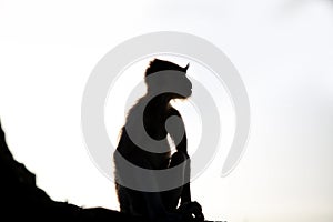 Sitting Monkey Silhouette