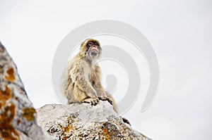 Monkey sitting on the rock. Gibraltar Monkey portrait.