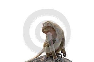 Monkey sitting on a rock  isolate white background.