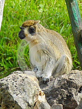 a monkey sitting on a rock in a park