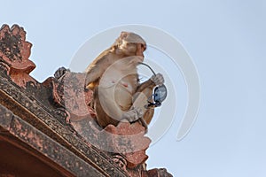 Monkey sitting on roof of temple in Vrindavana