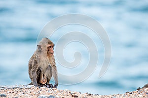 Monkey sitting on the sand