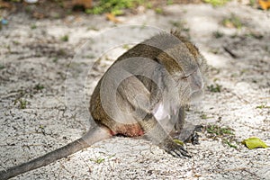 Monkey sitting on the sand