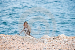 Mother monkey sitting on the sand