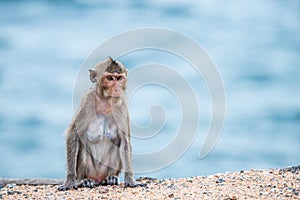 Mother monkey sitting on the sand