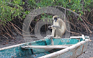 Monkey sitting in sine saloum near the bolong photo