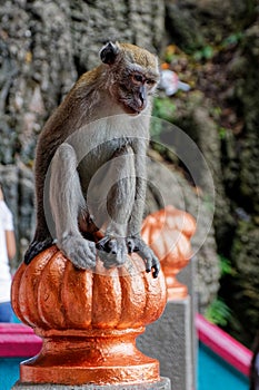 Monkey sitting on the stairs, Batu caves, Kuala Lumpur, Malaysia.