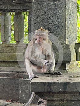 A monkey is sitting on a stone ledge